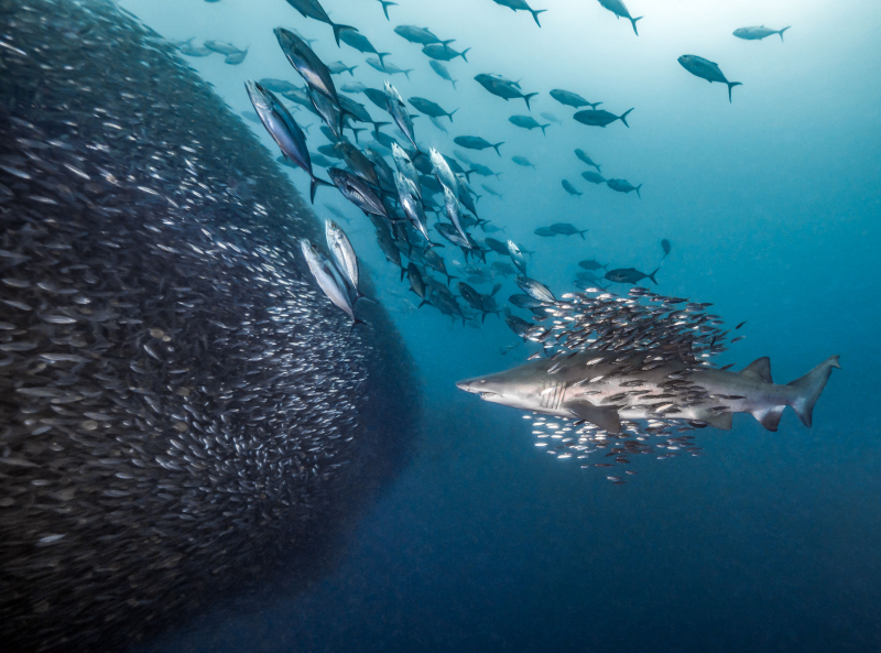 Illustration for article titled Las mejores fotos submarinas de 2018 son una ventana a una dimensión paralela oculta bajo el agua